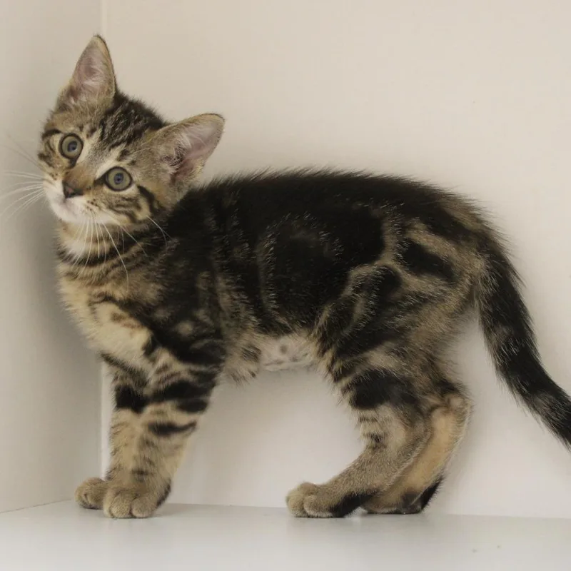 A baby small-sized female Brown / Chocolate Domestic Short Hair cat named Foxy Loxy for adoption in Champaign, IL