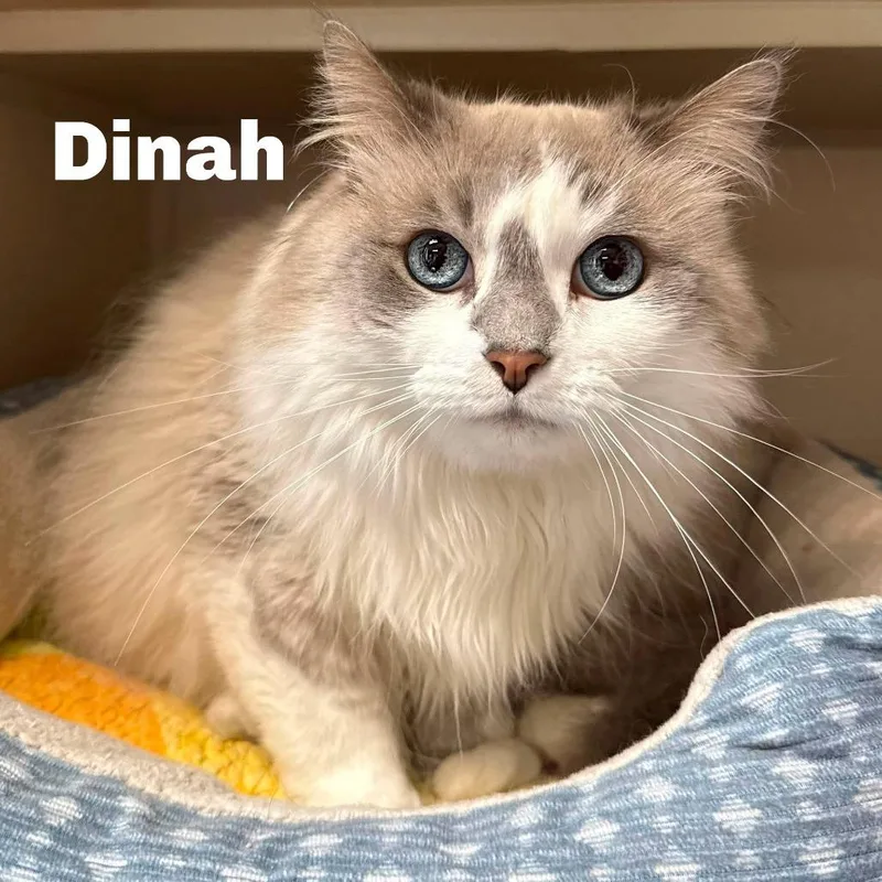 Dinah