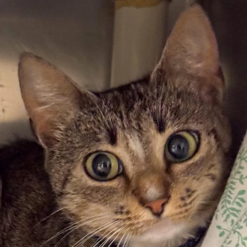 A young medium-sized female Gray / Blue / Silver Domestic Short Hair cat named Cinder for adoption in Kennebunk, ME