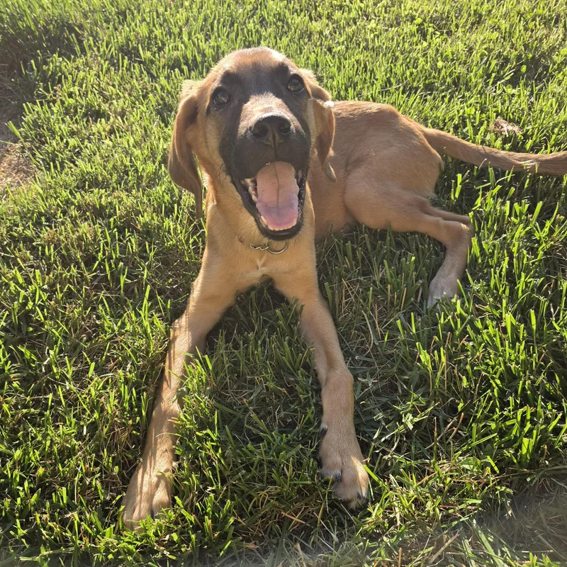 A baby medium-sized male Hound dog named Dunkin for adoption in Shinnston, WV