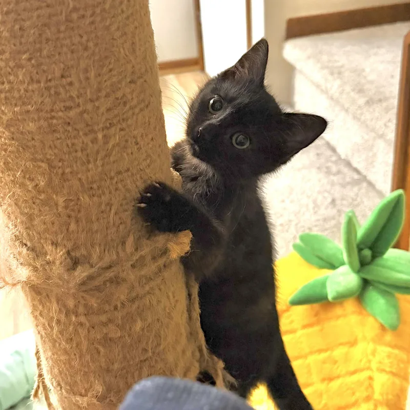 A baby small-sized male Black Domestic Short Hair cat named Exclamation Mark for adoption in Elyria, OH