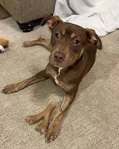 A young medium-sized female Brown / Chocolate Mixed Breed dog named Chelsea for adoption in Lake Wylie, SC