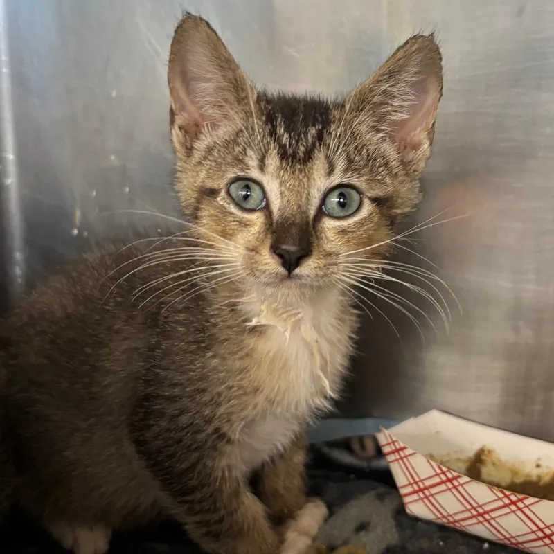 A baby small-sized male Black Domestic Short Hair cat named Parker for adoption in West Palm Beach, FL