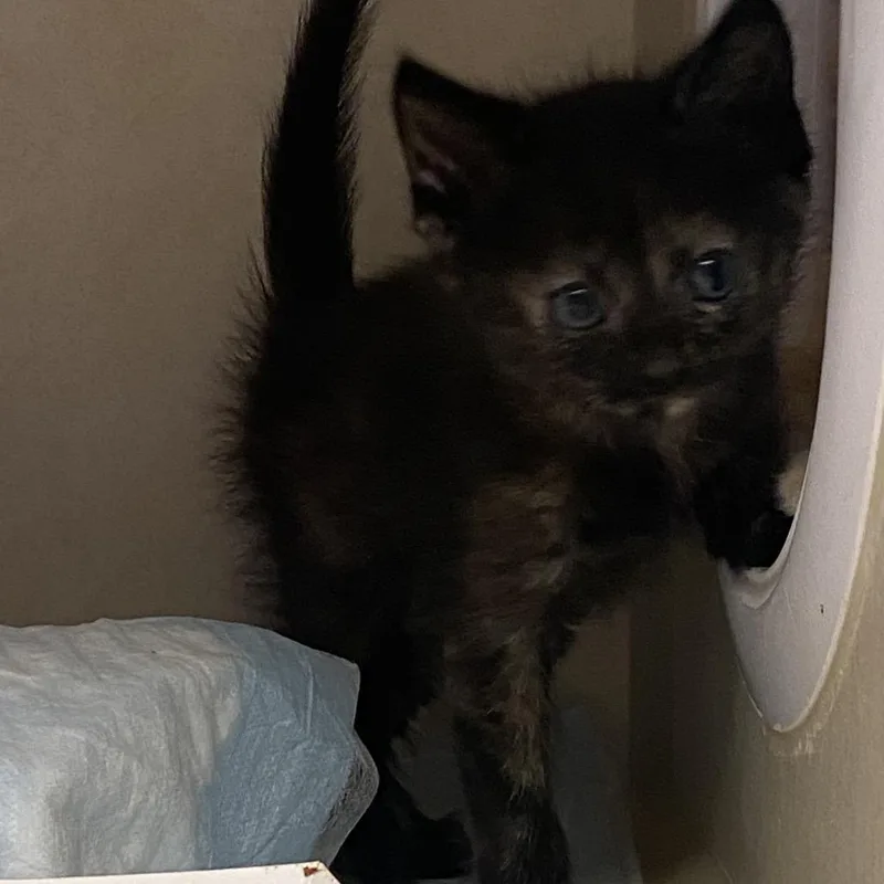 A baby small-sized female Tortoiseshell Domestic Short Hair cat named Joy for adoption in Westminster, CA