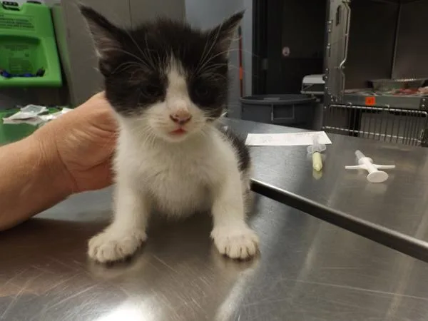 A young small-sized female Domestic Short Hair cat named Nf for adoption in Lawrenceville, GA