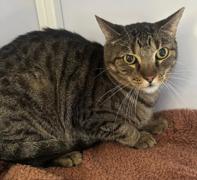 A senior medium-sized female Domestic Short Hair cat named Zora for adoption in Peoria, AZ