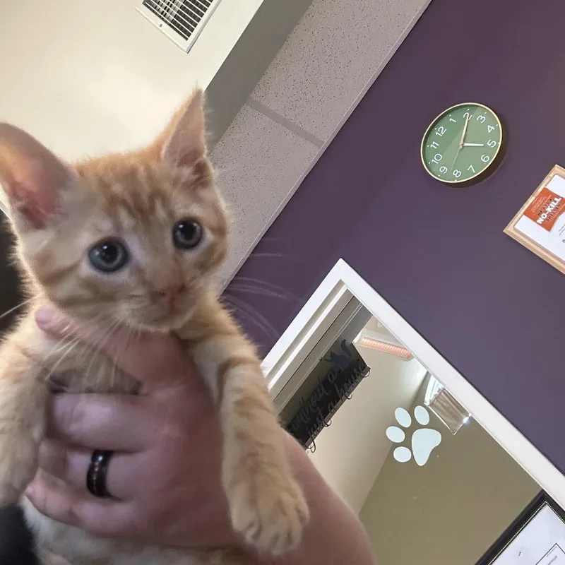 Tigger thumbnail 2