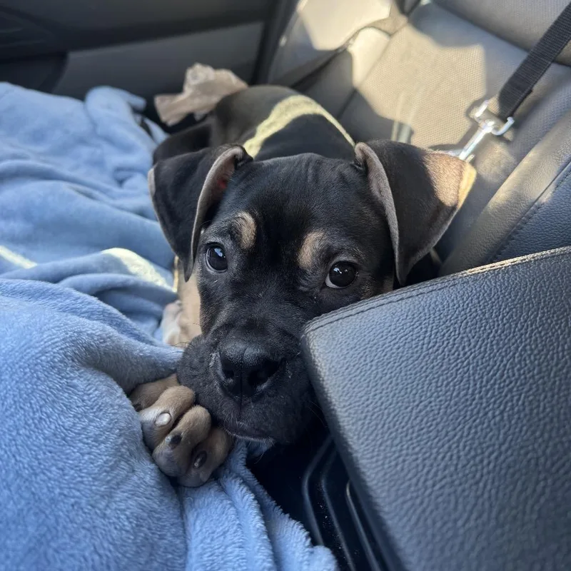 A baby medium-sized male Boxer dog named Bruno for adoption in Northville, MI