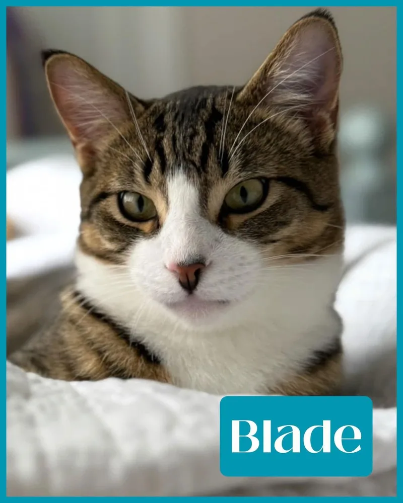 Blade thumbnail 2
