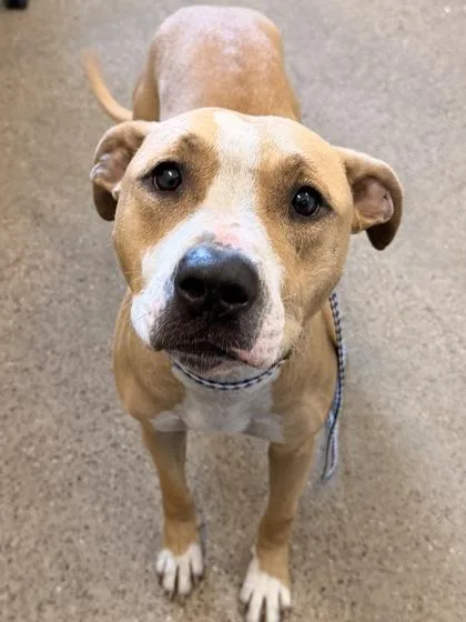 A young medium-sized female Yellow / Tan / Blond / Fawn Pit Bull Terrier dog named Blondie for adoption in Cleveland, OH