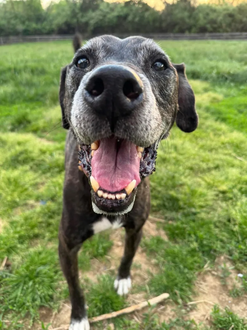 A senior medium-sized male Pit Bull Terrier dog named Winston for adoption in Germantown, OH