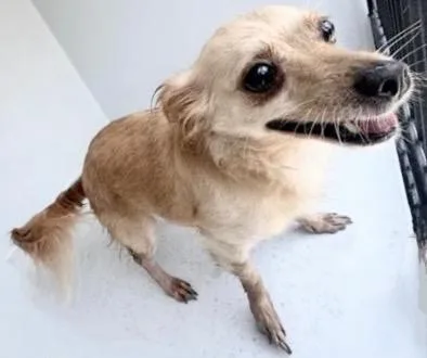 An adult small-sized female Chihuahua dog named A for adoption in Houston, TX