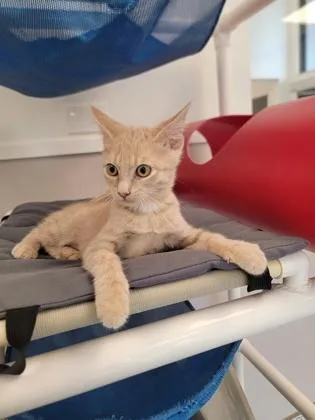 A baby small-sized female Domestic Short Hair cat named Bronze for adoption in Fergus Falls, MN