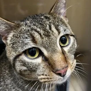 An adult large-sized male Tabby (Brown / Chocolate) Domestic Short Hair cat named Troy for adoption in Converse, TX