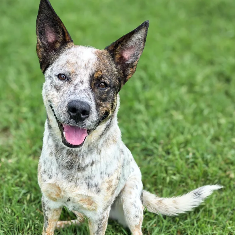 A young medium-sized male Gray / Blue / Silver Australian Cattle Dog / Blue Heeler dog named Mac for adoption in Gainesville, TX