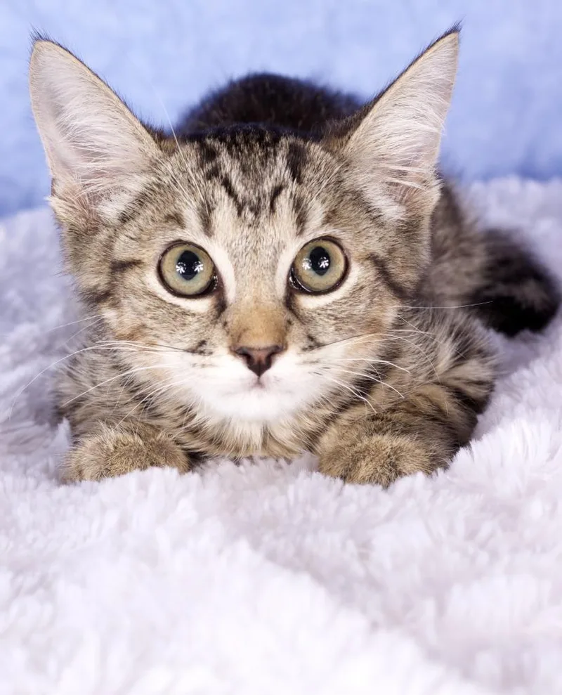 A baby small-sized male Domestic Short Hair cat named Sawyer for adoption in Gilbert, AZ