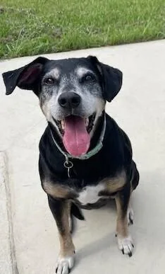 A senior large-sized female Brown / Chocolate Labrador Retriever dog named Mocha for adoption in Dacula, GA