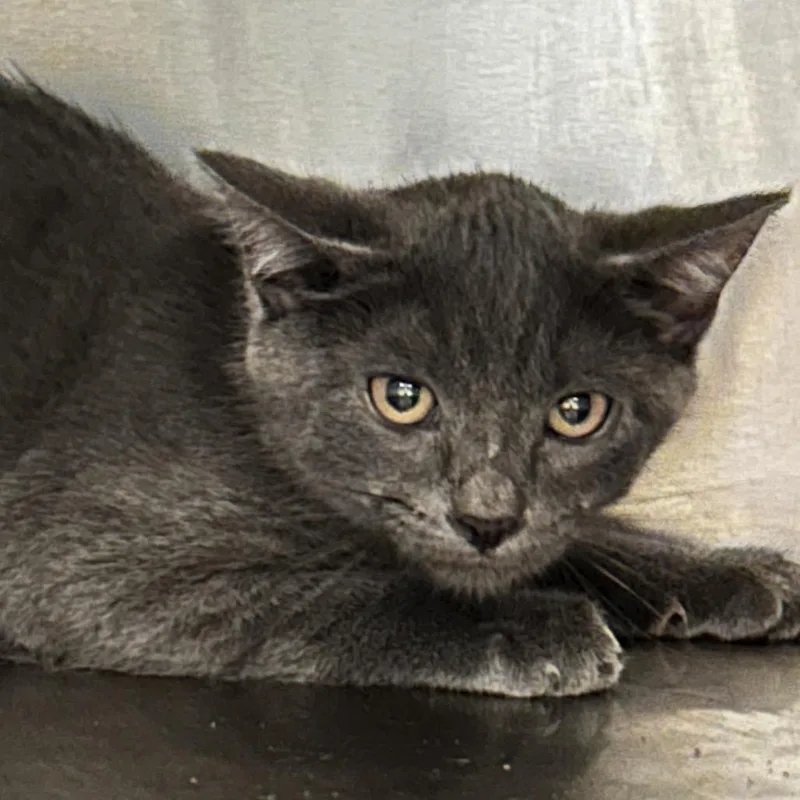 A baby small-sized male Gray / Blue / Silver Domestic Short Hair cat named Chamber for adoption in Chattanooga, TN