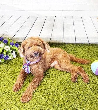 An adult small-sized male Poodle (Toy) dog named Tobi for adoption in Castro Valley, CA
