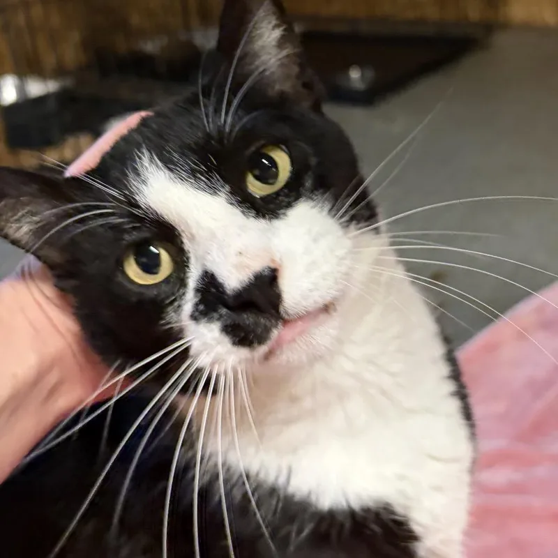 An adult large-sized male Black Domestic Short Hair cat named Renaldo for adoption in Leander, TX