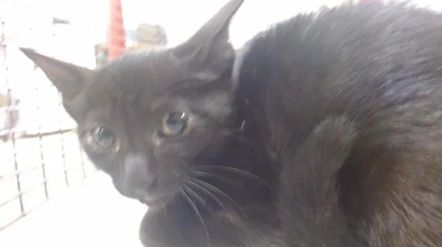 A baby small-sized female Domestic Short Hair cat named Chanel for adoption in Miami, FL