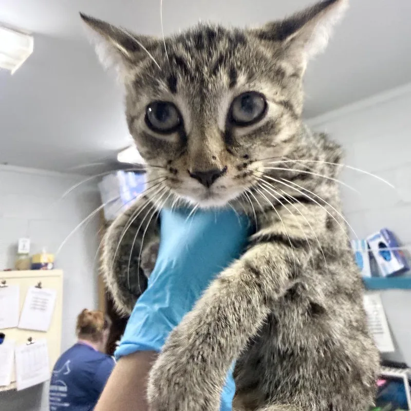 A baby small-sized female Domestic Short Hair cat named Egypt for adoption in Summerville, SC