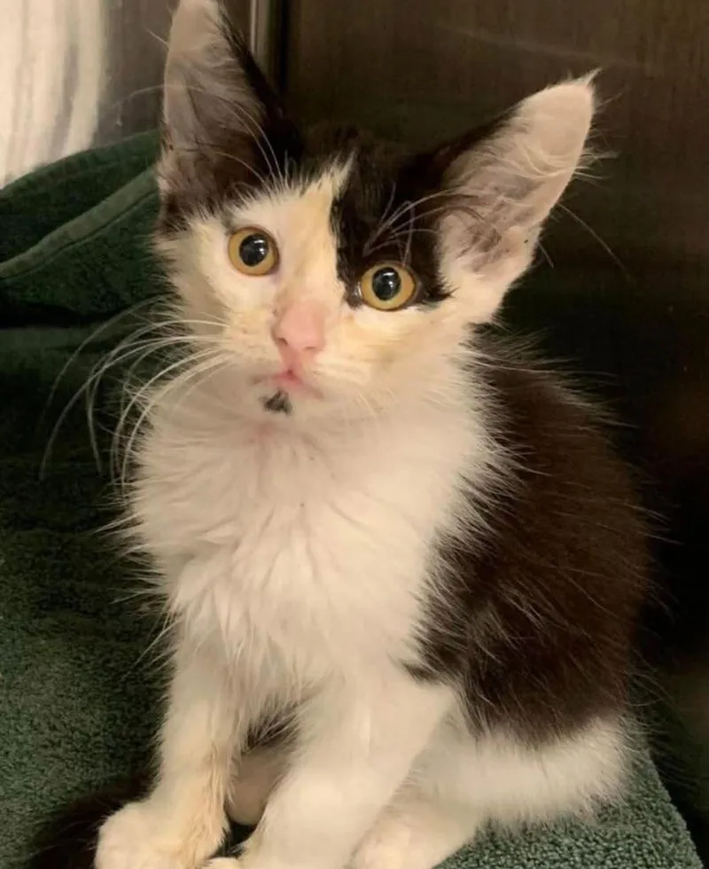 A baby small-sized male Maine Coon cat named Phantom for adoption in New Braunfels, TX