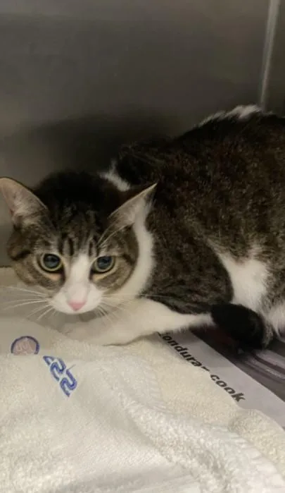 A young large-sized female Domestic Short Hair cat named Oreo for adoption in Los Angeles, CA
