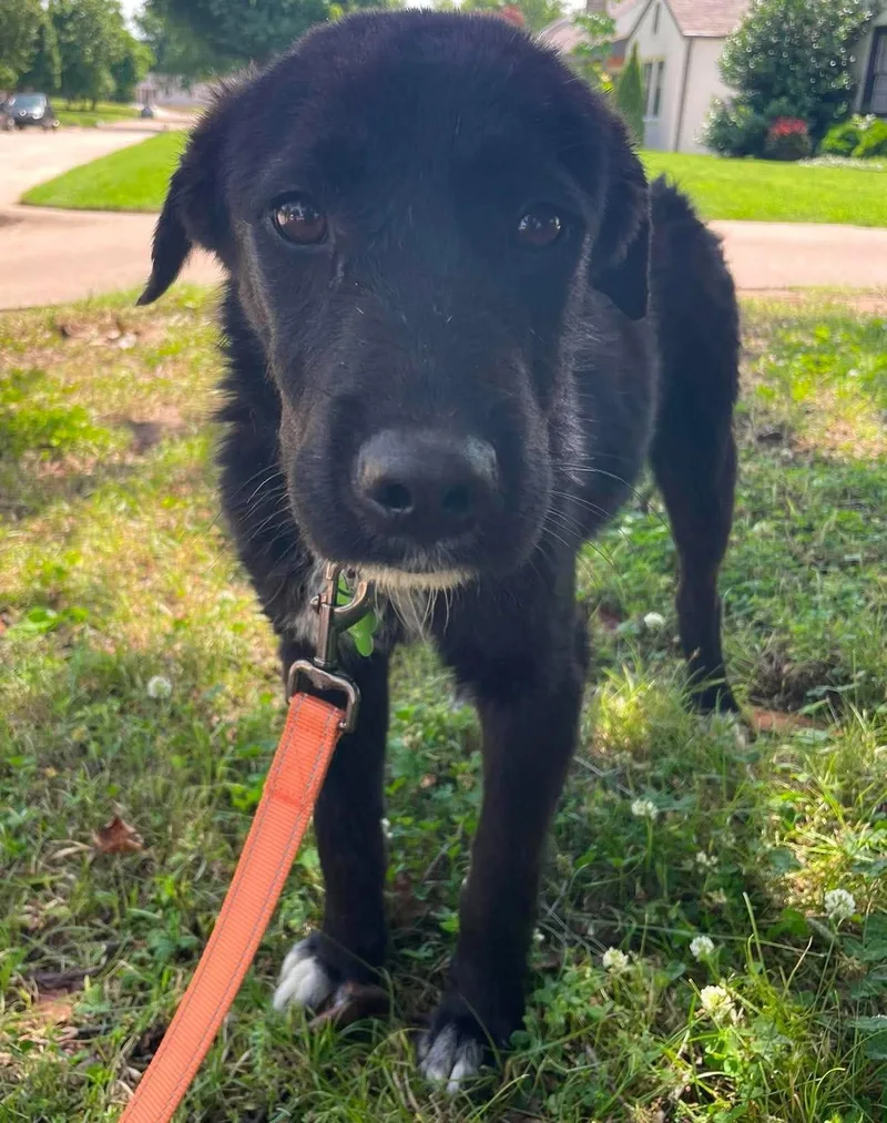 A baby medium-sized male Black Border Collie dog named Midnight for adoption in Kiowa, OK