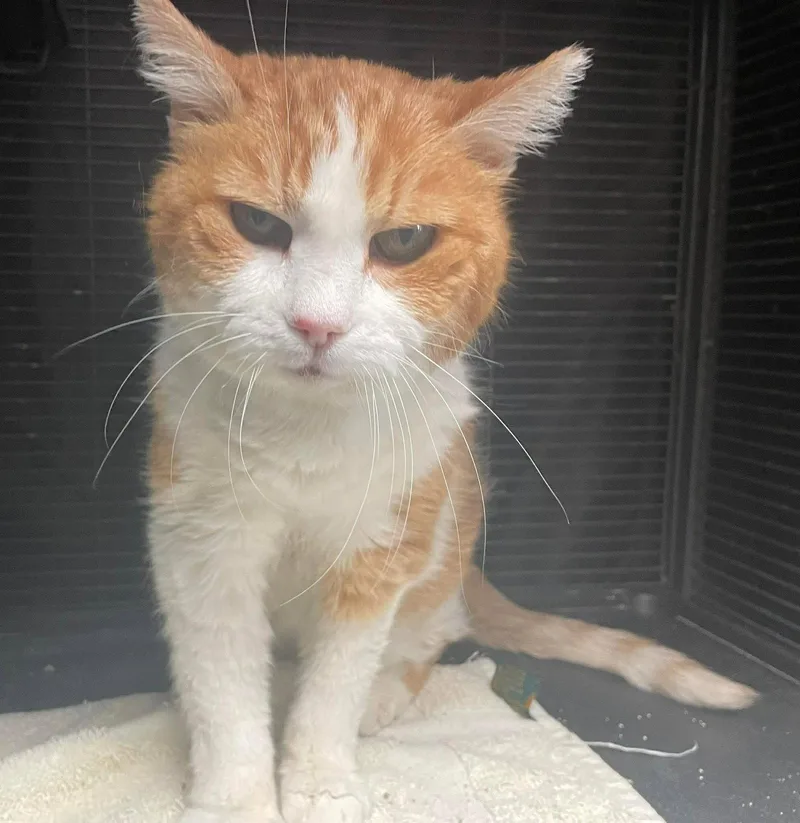A senior medium-sized female Orange & White Domestic Short Hair cat named Marshmallow for adoption in Gettysburg, PA