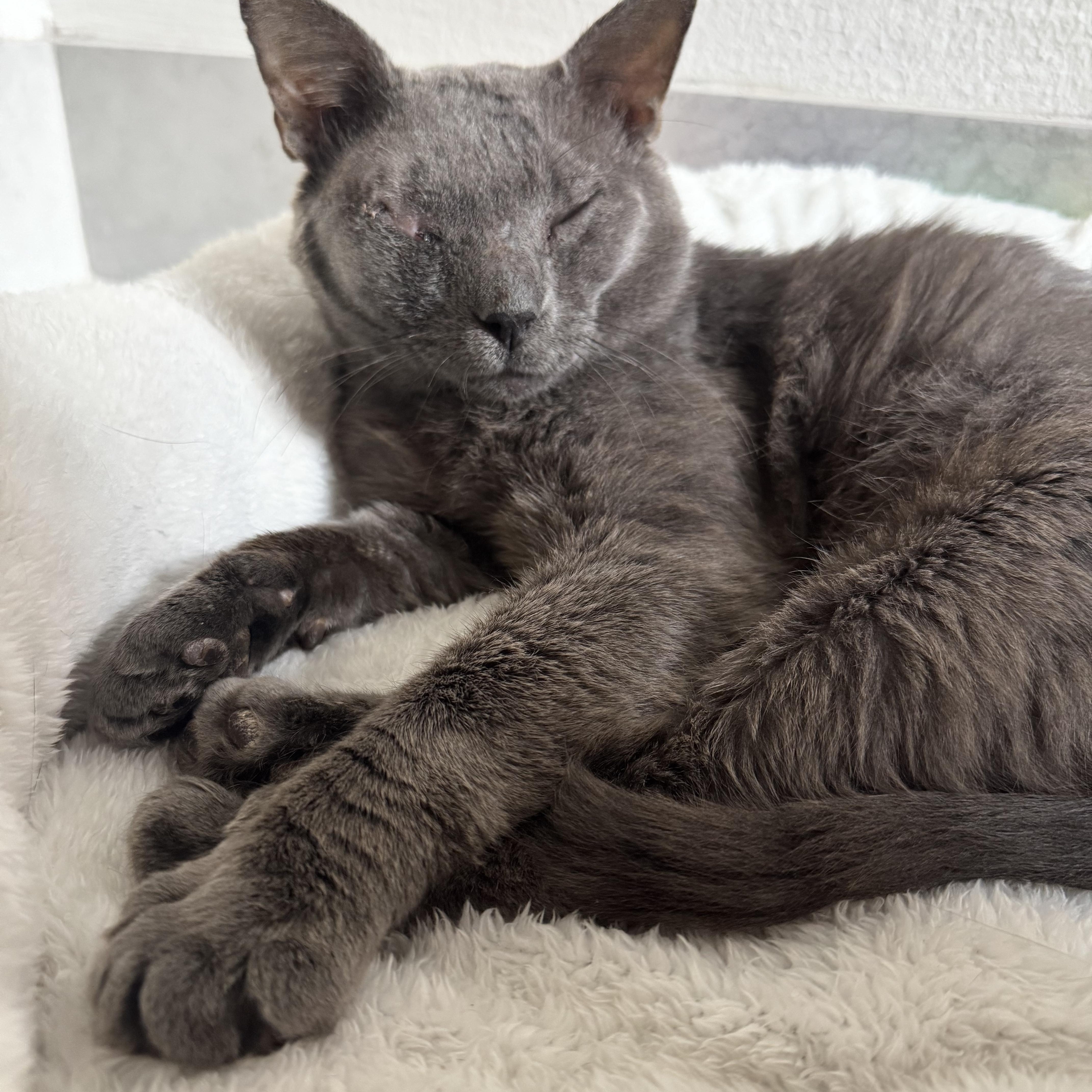 A young medium-sized male Russian Blue cat named Tony for adoption in Baytown, TX