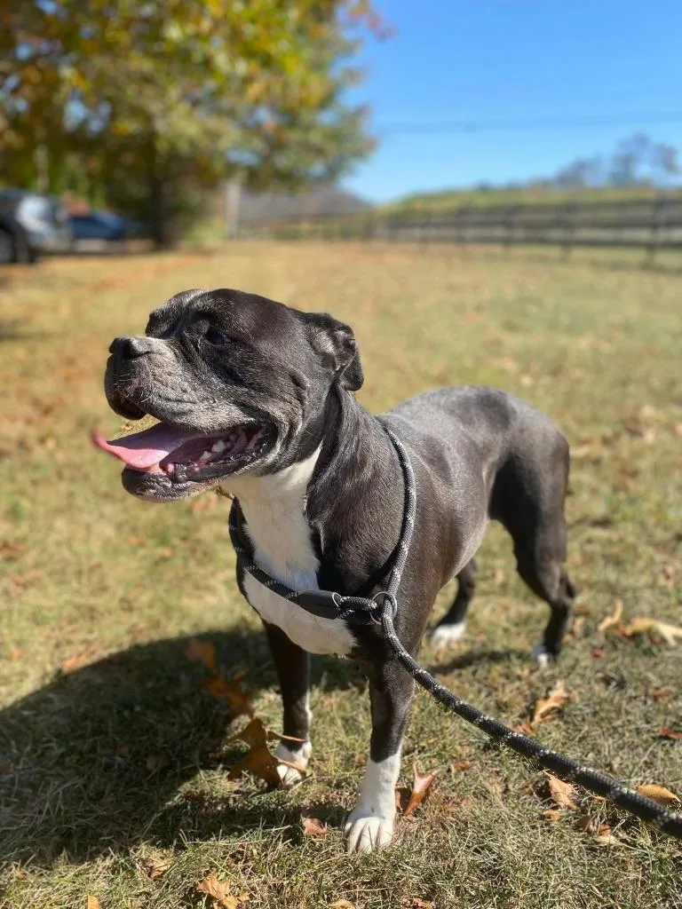 An adult medium-sized female American Bulldog dog named Pepper for adoption in Burnsville, NC