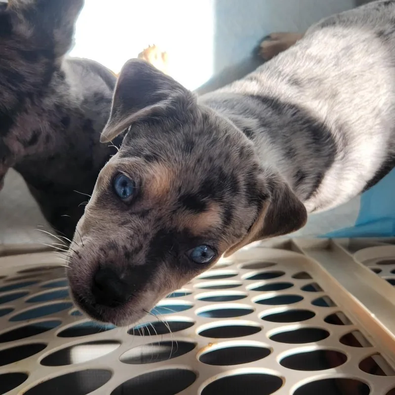 A baby small-sized female Gray / Blue / Silver Beagle dog named Katydid for adoption in Rockville, MD