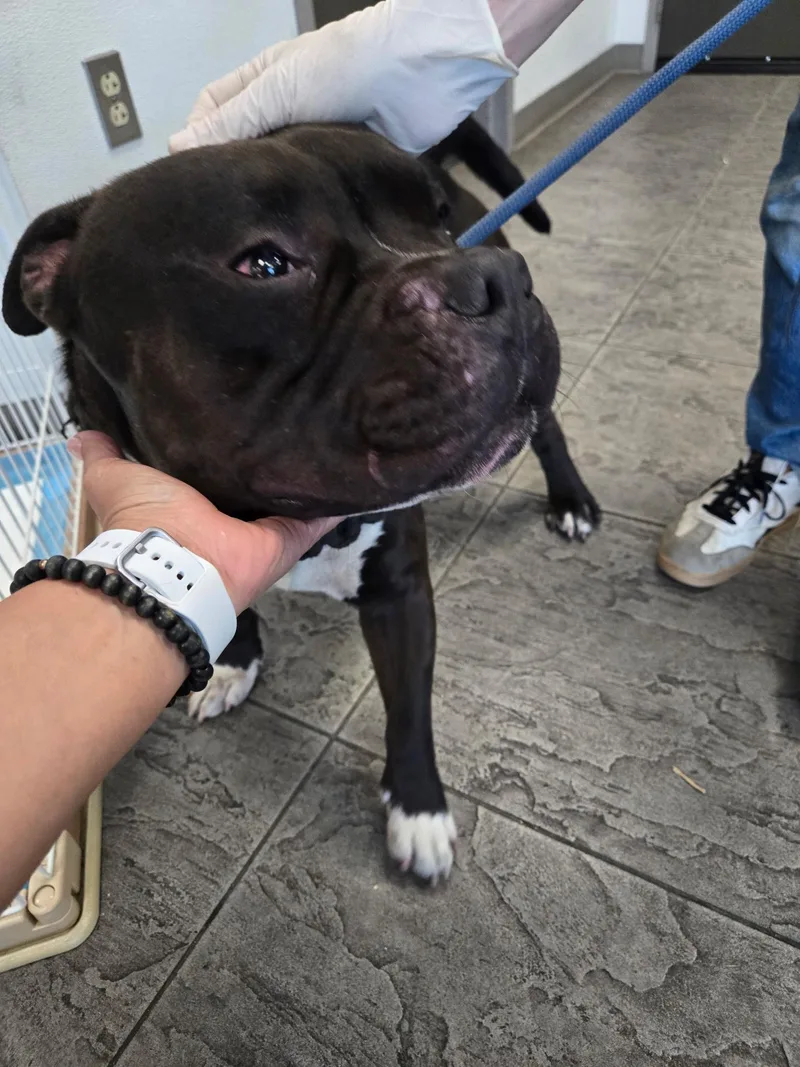 A young medium-sized male Black American Staffordshire Terrier dog named Oh Ricky for adoption in Manhattan Beach, CA