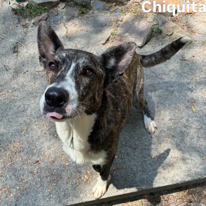 Chiquita
