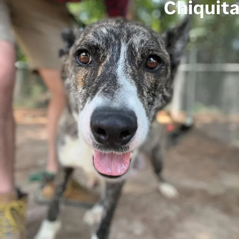 Chiquita thumbnail 2