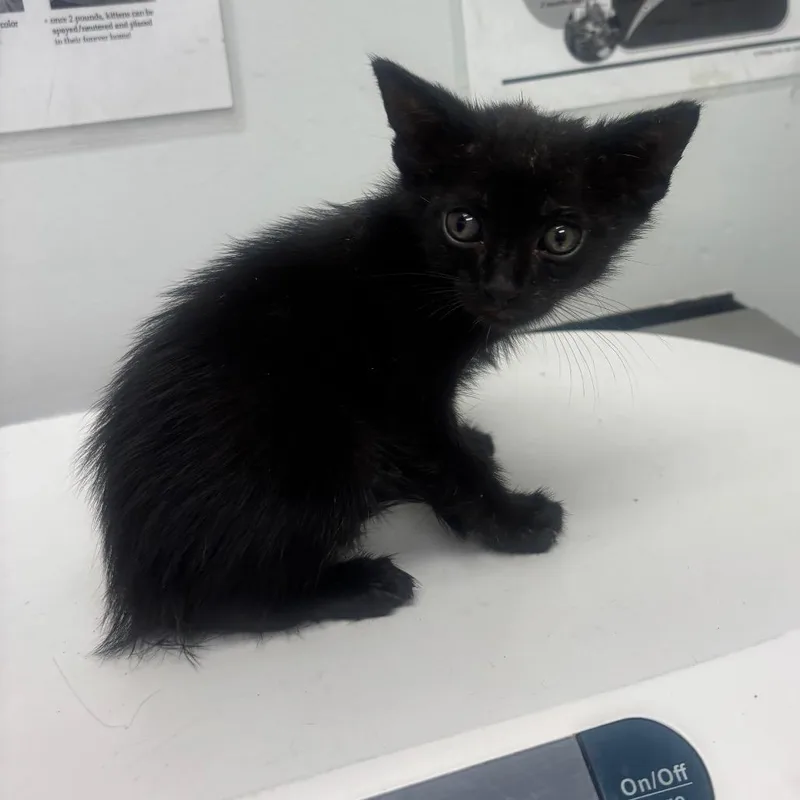 A baby small-sized male Black Domestic Short Hair cat named Punk for adoption in Jacksonville, FL