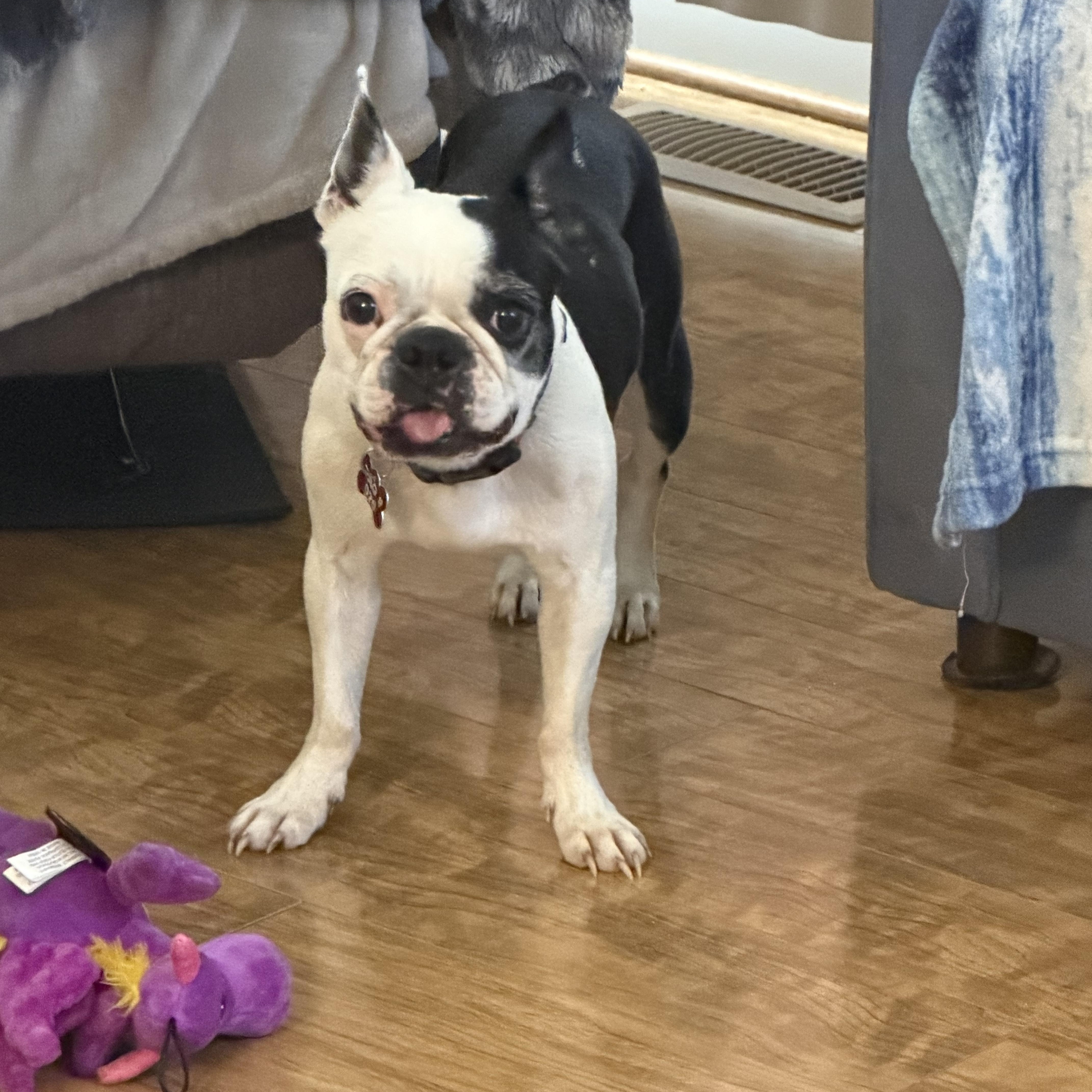 An adult small-sized male White / Cream Boston Terrier dog named Panda Bear for adoption in Hamilton , NJ