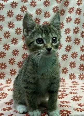 A baby medium-sized female Domestic Short Hair cat named Avon for adoption in Wetumpka, AL