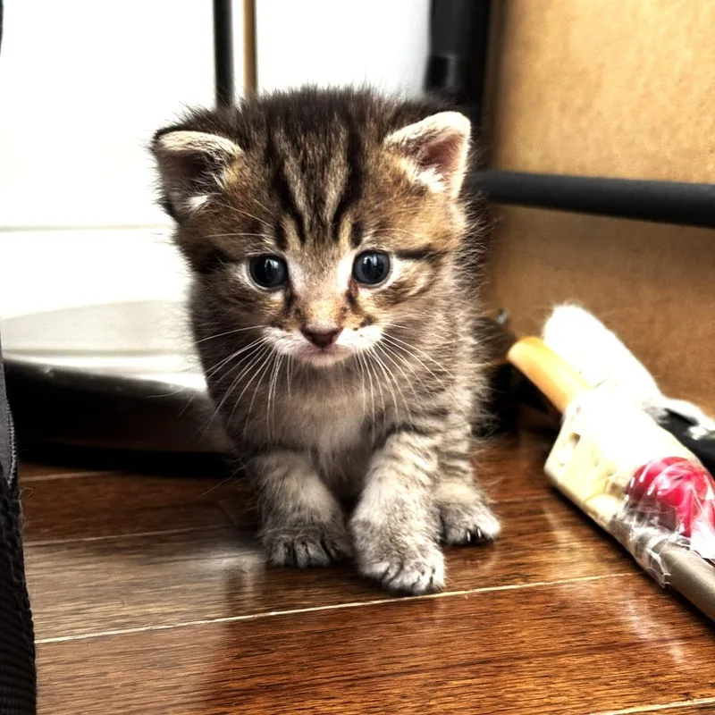 A baby small-sized male Gray / Blue / Silver Domestic Short Hair cat named Tippy for adoption in Chantilly, VA