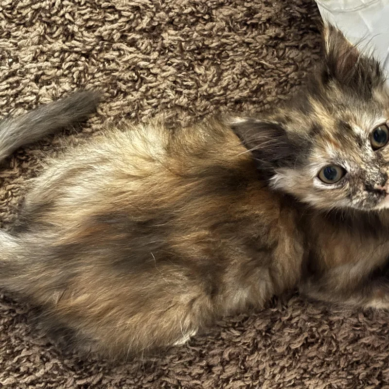 A baby small-sized female Domestic Short Hair cat named Spice for adoption in queen creek, AZ