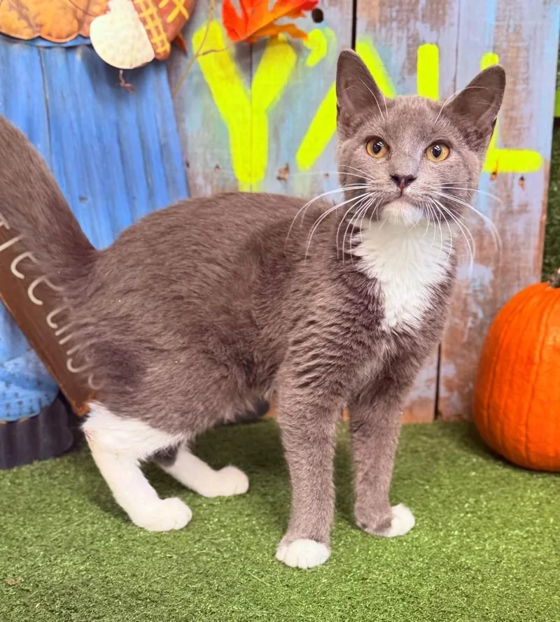 A baby medium-sized female Domestic Short Hair cat named Meow for adoption in Hopkinsville, KY