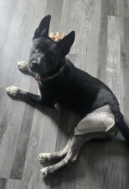 A baby large-sized female Black German Shepherd Dog dog named Royal for adoption in Pottstown, PA