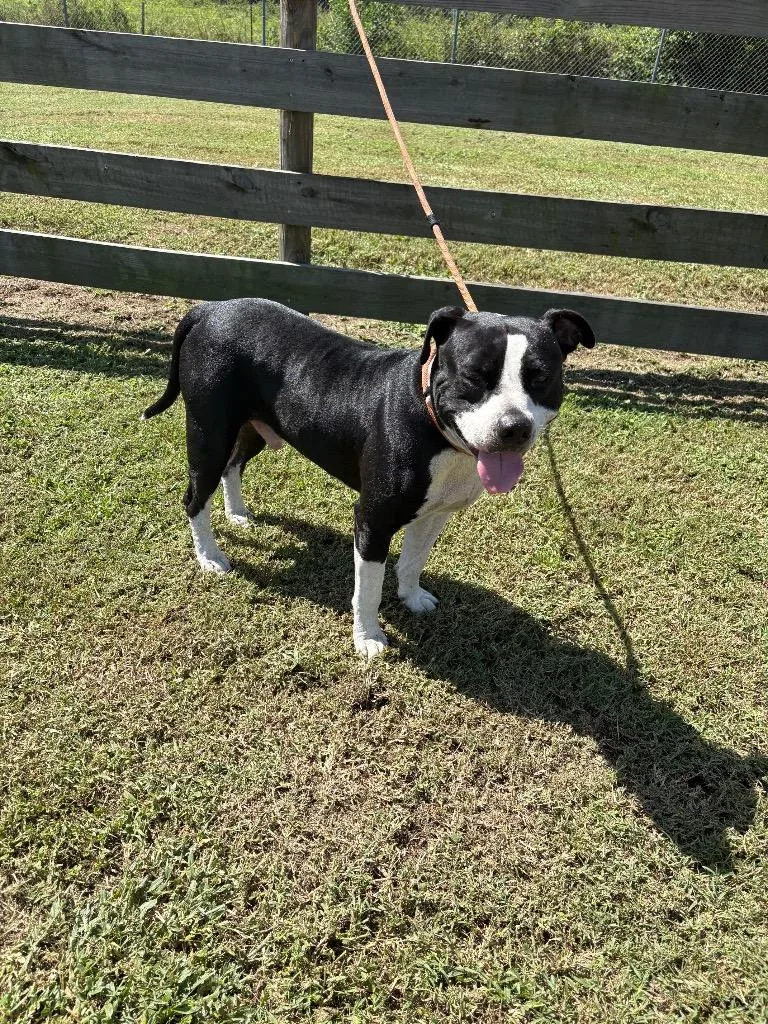 An adult medium-sized male Terrier dog named Rocky for adoption in Wauchula, FL