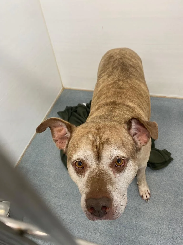 A senior medium-sized male Mixed Breed dog named Titan for adoption in Portland, IN