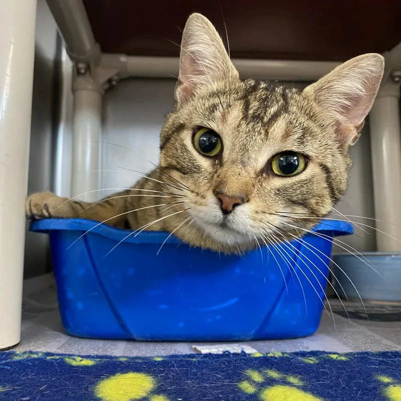 An adult medium-sized male Brown / Chocolate Domestic Short Hair cat named Ronnie for adoption in Newport, NC