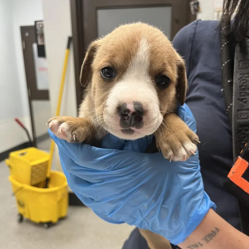 A baby medium-sized female Mixed Breed dog named Bokhara for adoption in Durango, CO