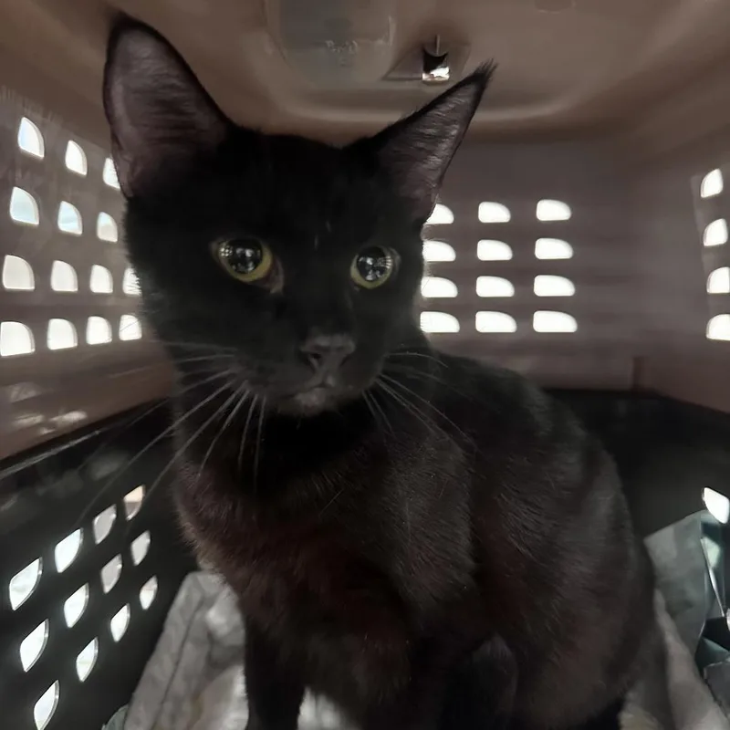 An adult small-sized female Black Domestic Short Hair cat named Stella for adoption in Wichita, KS