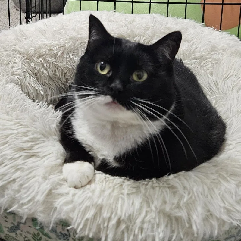 An adult small-sized female Black Domestic Short Hair cat named Baxter for adoption in Inver Grove Heights, MN