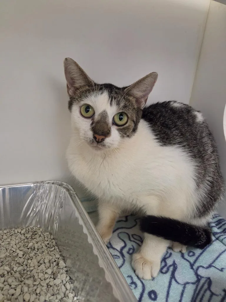 A young large-sized female Domestic Short Hair cat named Bonnie for adoption in Oxford, NC